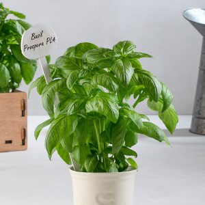 Basil Genesis Seeds Ltd