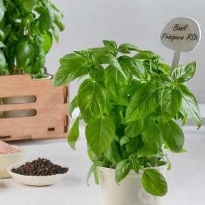 Prospera PL4 Potted Large Leaf Genesis Seeds Ltd