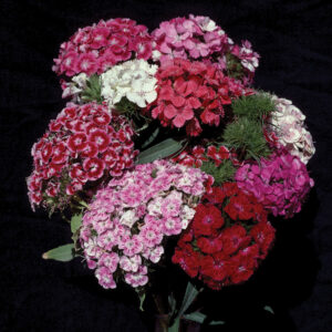 Dianthus Volcano Mix (ARO Cultivar)