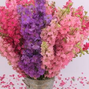 Larkspur Mix