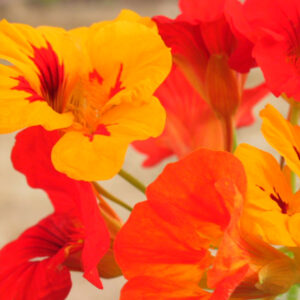Nasturtium Mix