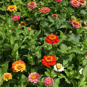 Zinnia Dwarf Thumbelina Mix